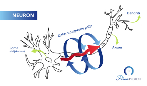 nuroni kpmuniciraju prenosom elektrona